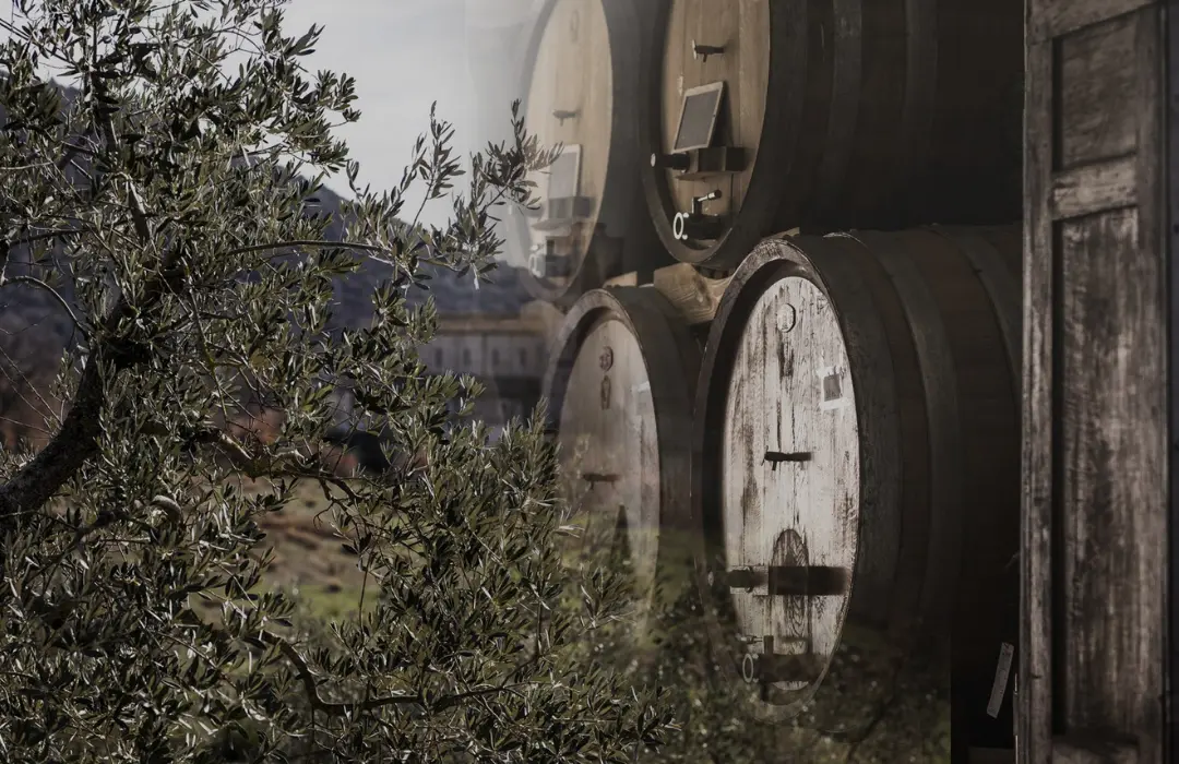 brunello_olive_experience_2