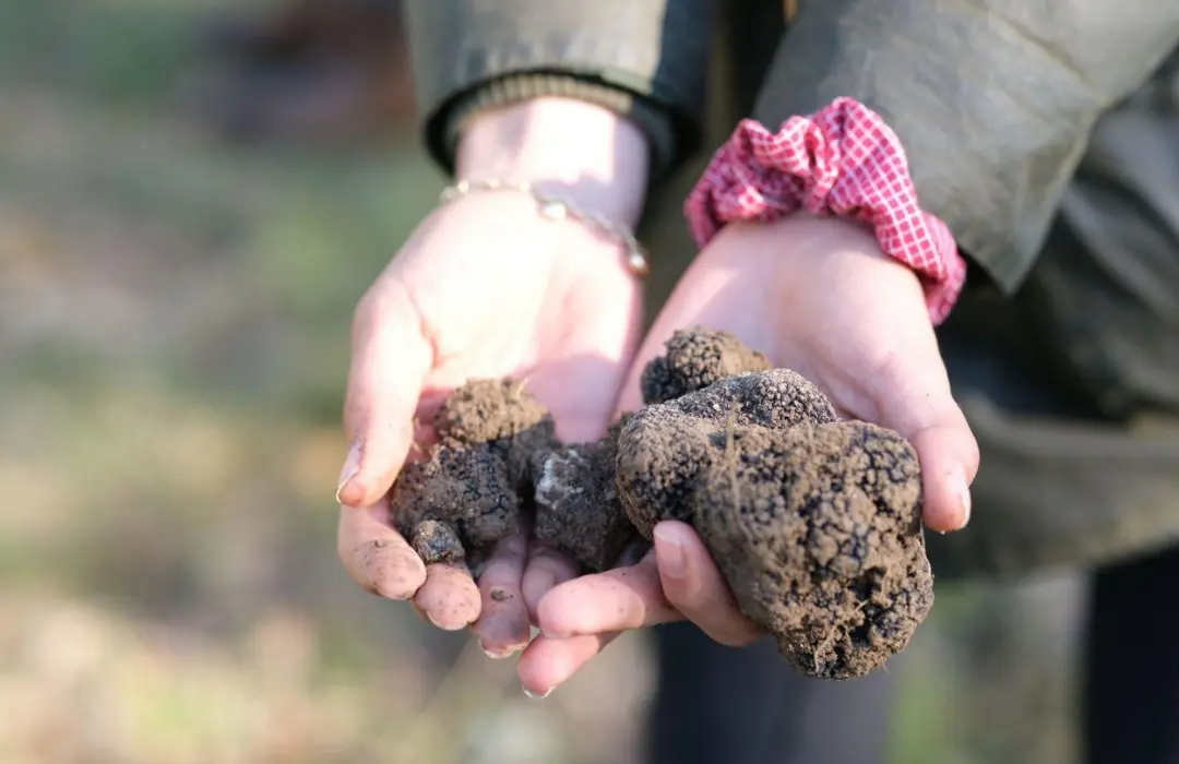truffle_hunt_1