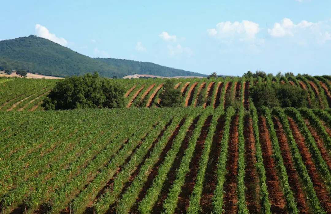 wine-experience_1